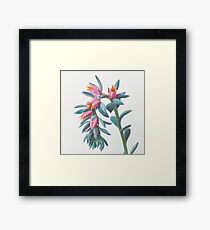Succulent Cluster Framed Print