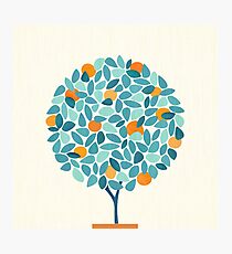 The Orchard - Orange Tree Photographic Print