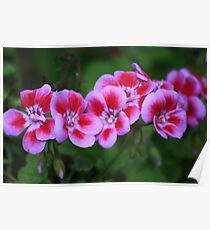 Flower Poster