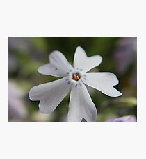 White Flower Close Up Photographic Print