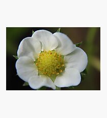 White Flower Close Up Photographic Print