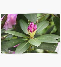 Pruple Flower Close Up Poster