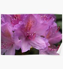 Pink Flower Close Up Poster