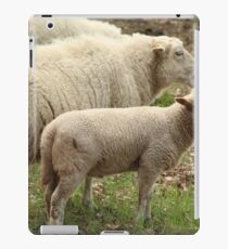 Sheep Close Up iPad Case/Skin