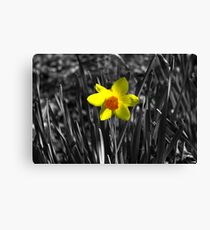 Selective Colouring Canvas Print