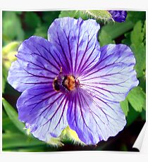 flower Poster