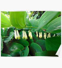 flower Poster