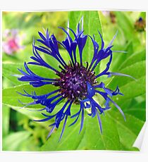 flower Poster