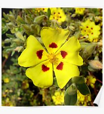 flower Poster