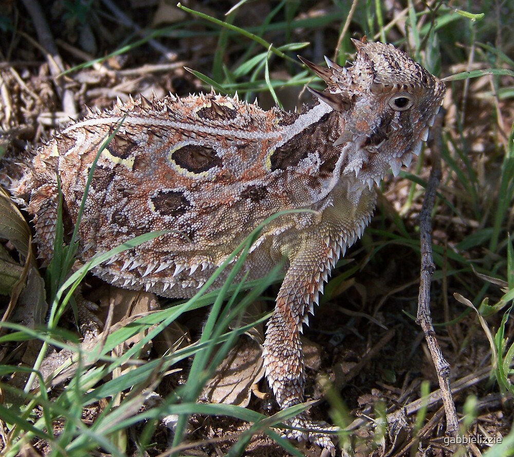 texas-horned-toad-lizard-2-by-gabbielizzie-redbubble
