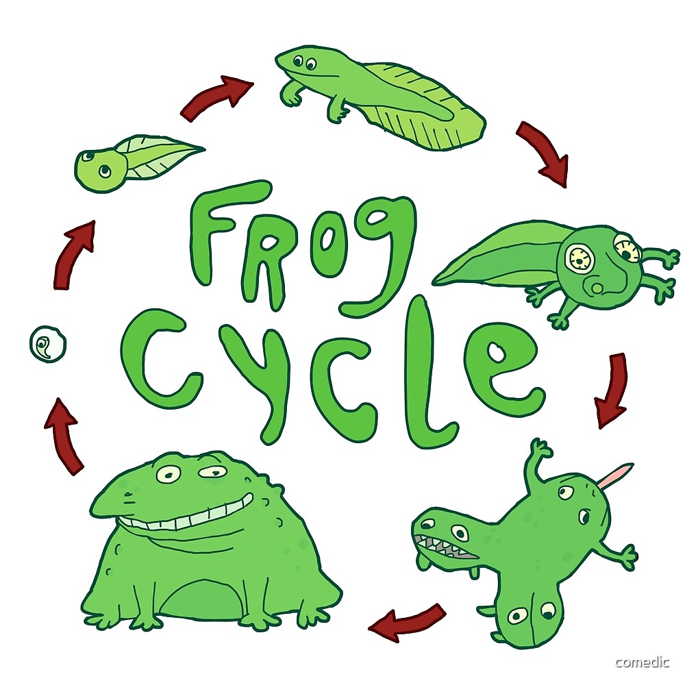 "Frog Cycle" by comedic Redbubble
