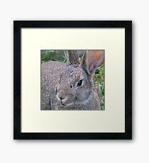 el Bunny Bandito Framed Print