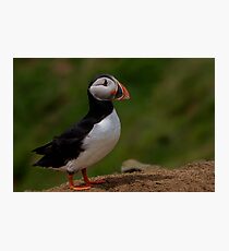 Puffin Photographic Print