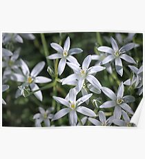 Macro photo of a white flower Poster