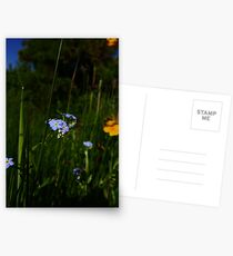 Water Forget-me-not (Myosotis scorpioides) Postcards