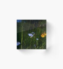 Water Forget-me-not (Myosotis scorpioides) Acrylic Block