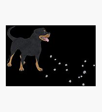 Sirius Canis Major Photographic Print