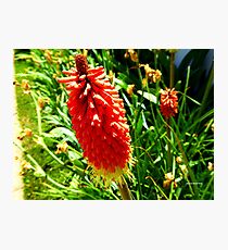 Fiery Flower Photographic Print