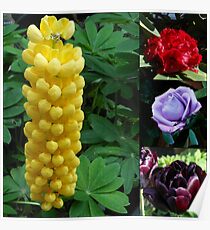 A Collage of Spring and Summer Flowers Poster