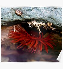Sea Anemone, Bruny Island, Tasmania Poster