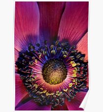 Anemone de Caen Poster