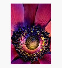 Anemone de Caen Photographic Print