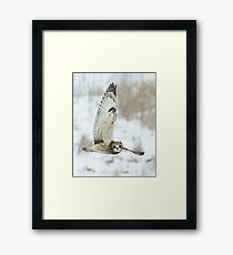 Owl Framed Print