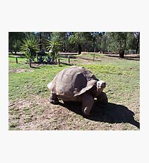 Hard case Photographic Print