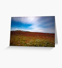 Ice Plant in Bloom, West Coast Greeting Card