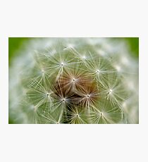 Up close... Dandelion Photographic Print