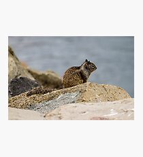 California Ground Squirrel Photographic Print