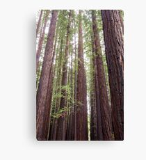 Walk Tall as Trees Canvas Print