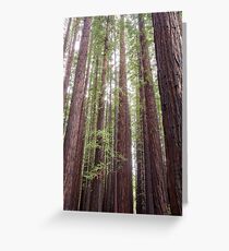 Walk Tall as Trees Greeting Card
