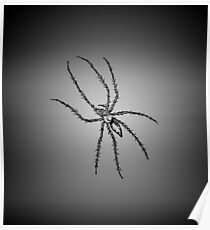 Big hairy black spider Poster