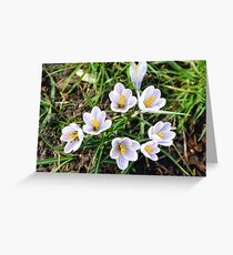 Crocuses Greeting Card