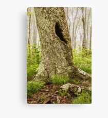 Craggy Gardens Trail Canvas Print