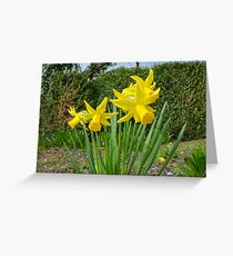 Daffodils, Greeting Card