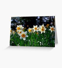 Daffodils, Greeting Card