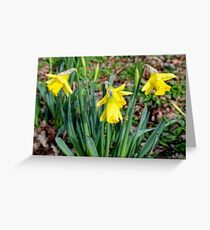 Daffodils, Greeting Card