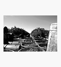 Vines Photographic Print