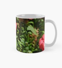 Dianthus Tasse (Standard)
