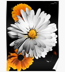 Gold and White Flowers on Black Background Poster