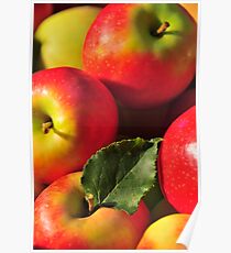 Apples straight from the tree Poster