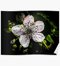 Pink and Yellow Dainty Flower Poster