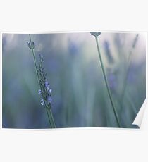 Minimal Lavender Poster