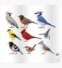 The year of the bird (North America) Poster