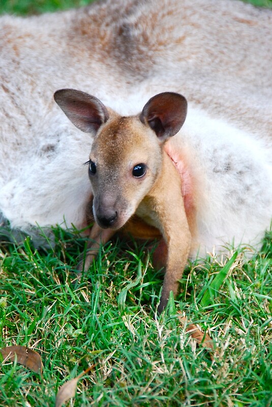 "Wallaby Joey" By Penny Smith | Redbubble