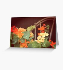 Vintage Nasturtiums Greeting Card