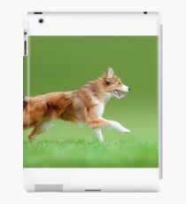 Sable border collie running iPad Case/Skin