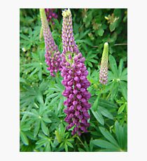 Mauve Lupins Photographic Print